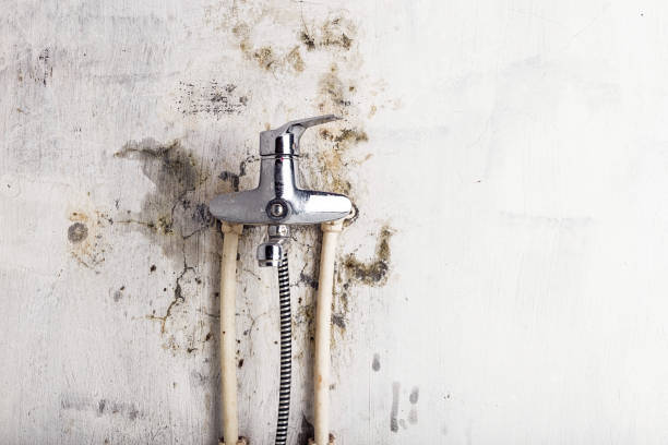 Best Kitchen Mold Remediation in Great Falls, VA