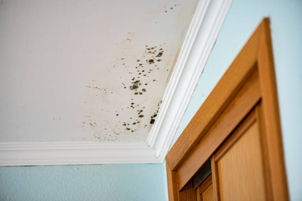 Best Industrial Mold Remediation in Great Falls, VA