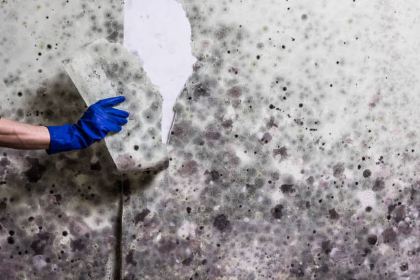 Best Attic Mold Remediation in Great Falls, VA